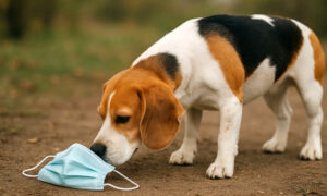 Домашний экспресс-тест на 4 вида рака